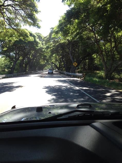 a car driving down the road with trees on both sides