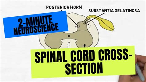 2-Minute Neuroscience: Spinal Cord Cross-section - YouTube