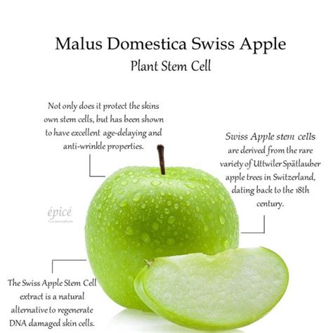 What are swiss apple stem cells and how do they benefit your skin? # ...