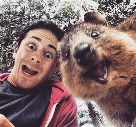 WTF Is A Quokka And Why Are People Taking Selfies With Them?! - klynkl.com | Quokka animal ...