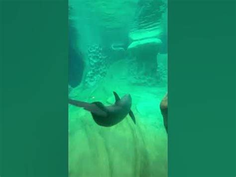Georgia Aquarium Dolphins - YouTube