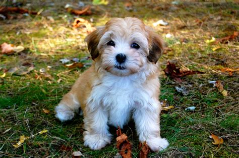 Havanese - Puppies, Rescue, Pictures, Information, Temperament, Characteristics | Animals Breeds