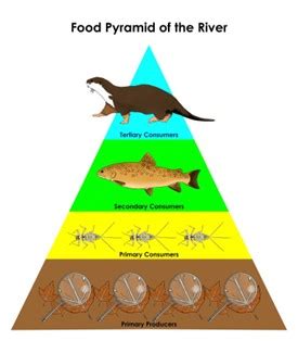 Citizen Science: Results from new otter survey indicate healthier ...