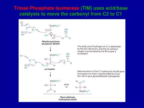 PPT - Triose Phosphate Isomerase (TIM) uses acid/base catalysis to move ...