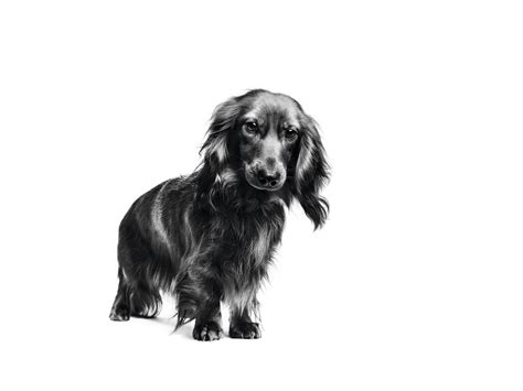 Dachshund Adult Dry Dog Food | Royal Canin US