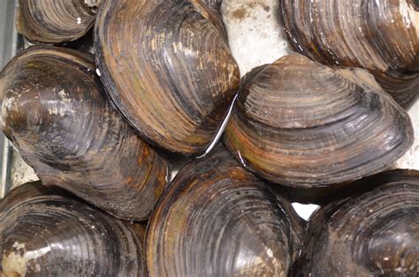 Clam Shells Free Stock Photo - Public Domain Pictures