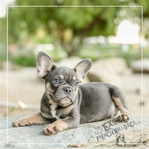 Blue Tan French Bulldog Puppy Male Available | French bulldog breed, Baby french bulldog, French ...