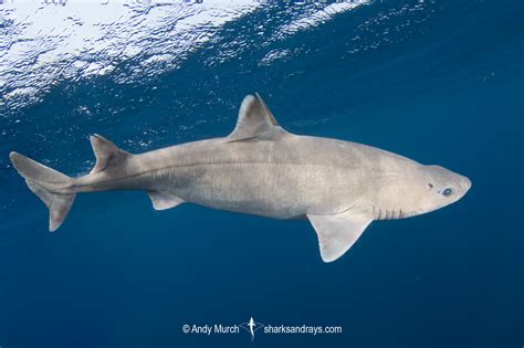 Cuban Dogfish - Squalus cubensis