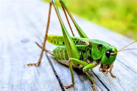 How Long Do Grasshoppers Live? - Grasshopper Lifespan