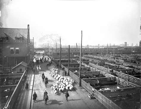 Livestock Pens At The Stockyards by Chicago History Museum