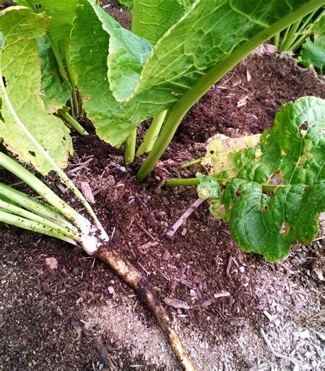 Horseradish Plants Gardenland USA - Edible Landscaping!