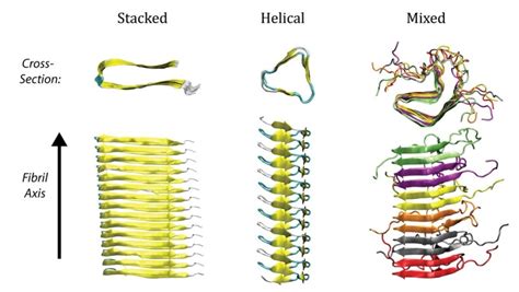 Unlocking the strength of amyloid fibrils - nanotechweb.org