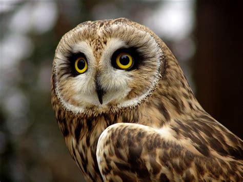 Short-eared Owl Facts, Distribution, Habitat, Call, Pictures)