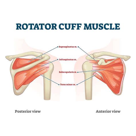 Physical Therapy For Shoulder Pain Glendale AZ | Shoulder Therapy Near Me