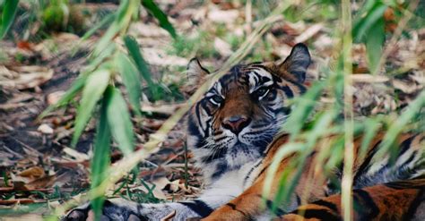 A Tiger in the Wild · Free Stock Photo