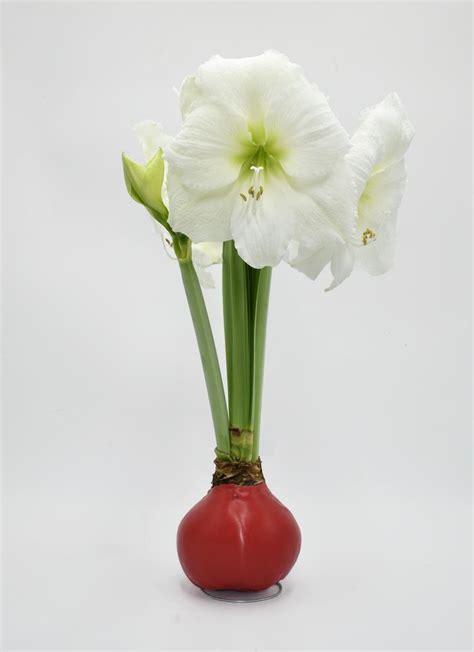 Amaryllis Assorted 'Waxed Amaryllis' Amaryllis from ADR Bulbs