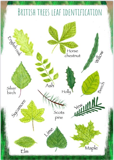 British Tree Leaf Identification Printable Nature Resource. Nature Artwork and Woodlands Field ...