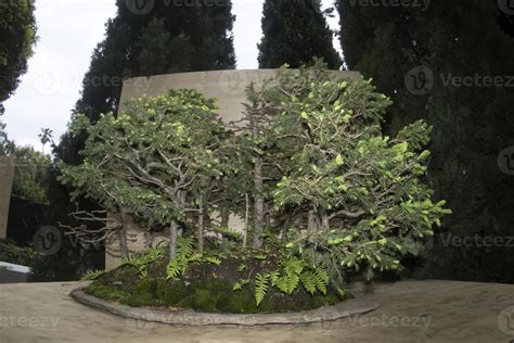 bonsai miniature tree nature art 11969301 Stock Photo at Vecteezy