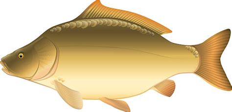 Carp Clip Art, Vector Images & Illustrations - iStock