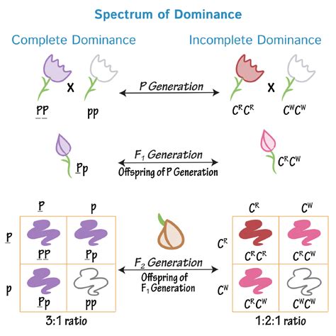 Cell Biology Glossary: Spectrum of Dominance (Complete, Incomplete ...