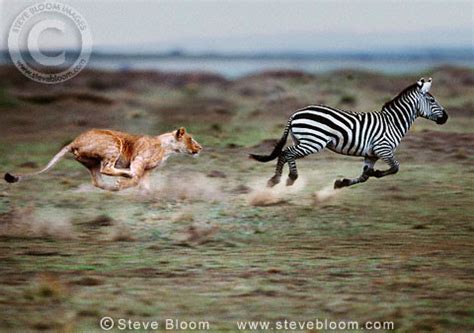African Lioness chasing Burchell's zebra, Masai Mara, Kenya.