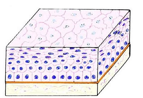 Stratified Squamous Keratinized Epithelium Labeled