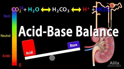 konzol rémálom Igazságszolgáltatás be acid base balance Segítség Nyíl ...