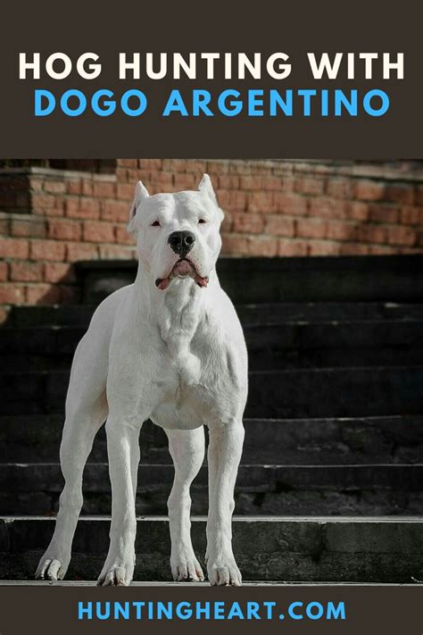 Hog Hunting with Dogo Argentino | Dogo argentino dog, Hog hunting ...