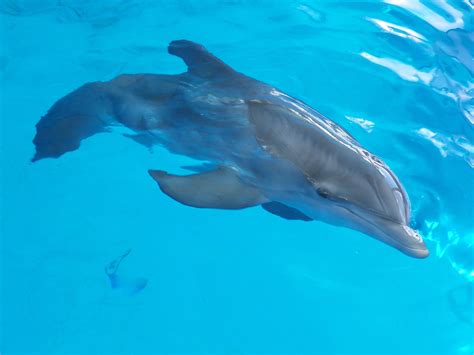 Clearwater, FL - Clearwater marine Aquarium. Meet Winter the famous ...