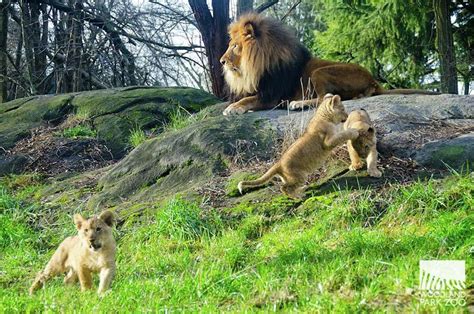 Photos: Woodland Park Zoo lion cubs on the prowl