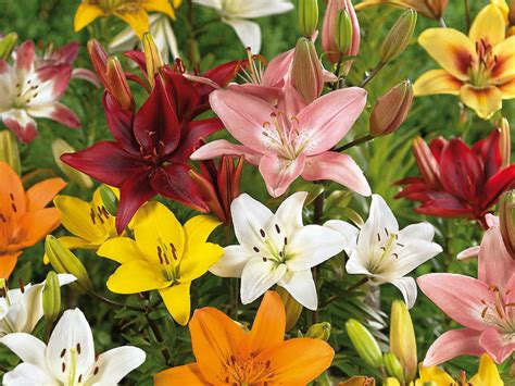 How To Grow and Care for Asiatic Lilies - World of Flowering Plants