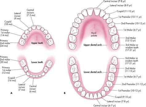 Deciduous vs Permanent Teeth | SpaDental Group