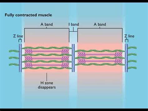 Sarcomere Contraction HD Animation - YouTube