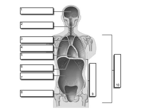 Body Cavities Quiz