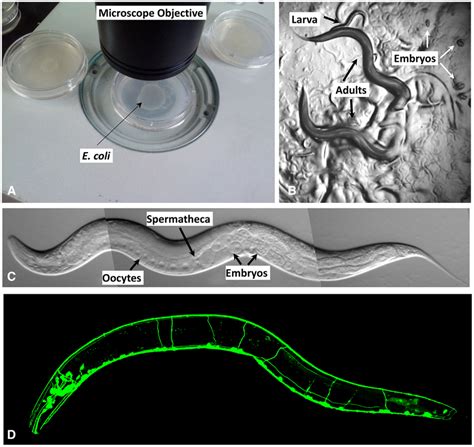 Observing C. elegans. (A) Petri dishes sitting on the base of a... | Download Scientific Diagram