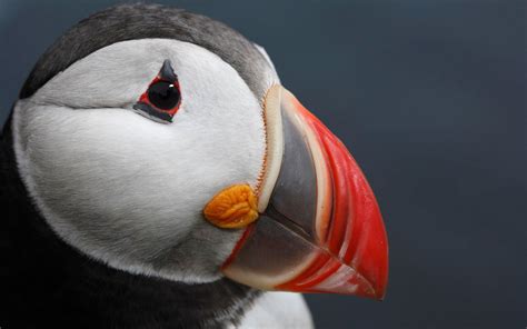 Atlantic Puffin - Wallpaper, High Definition, High Quality, Widescreen