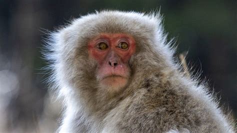 Japan monkeys: Member of gang terrorising locals caught and killed - BBC News