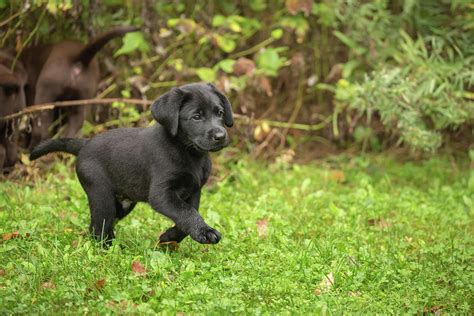 Black Labrador Retriever Puppy Photograph by Linda Arndt | Fine Art America