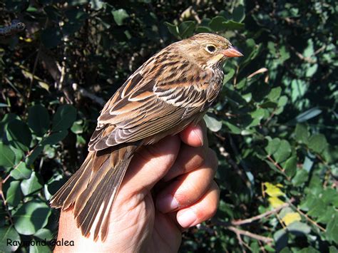 Birdwatching in Malta - Ortolan Bunting