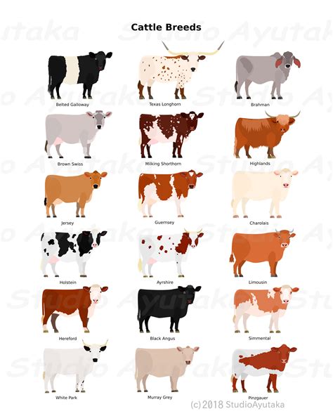 Various Breeds of Cows Chart Svg Png Jpg - Etsy UK