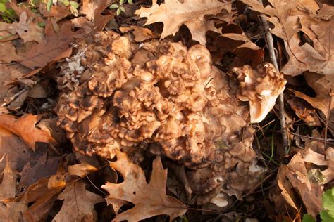 Hen of the Woods: a Great Beginner's Mushroom - Backyard Forager