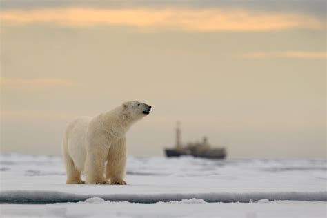 Svalbard Wildlife: Pictures, Facts And Information | Expedition Cruise