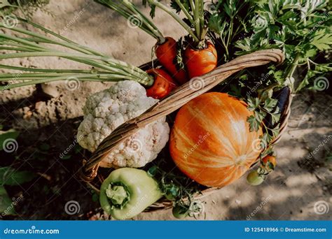 Farm Vegetables in the Basket. Vegetable Fresh Garden Organic. Stock Photo - Image of ...