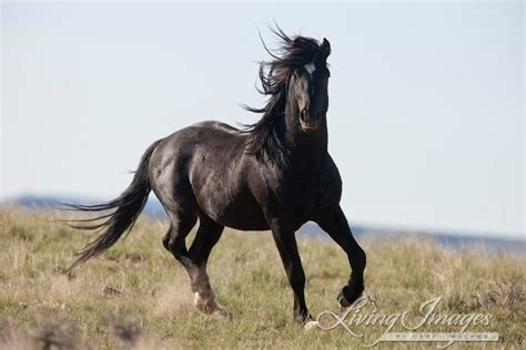 Wild Black Stallion Fine Art Wild Horse Photograph Wild | Etsy