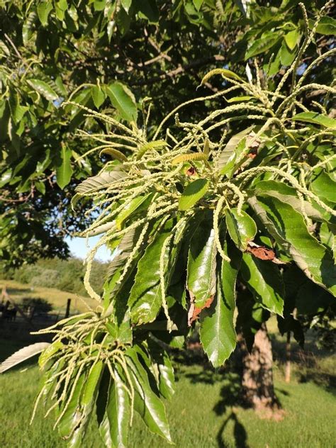 Chestnut, Chinese - Wildfoods 4 Wildlife