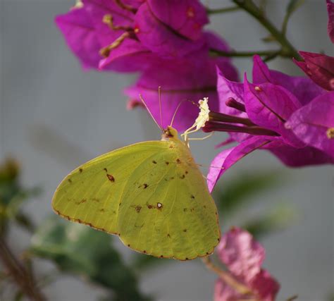 Sulphur clouded butterfly | Sulphur, Clouds, Photography