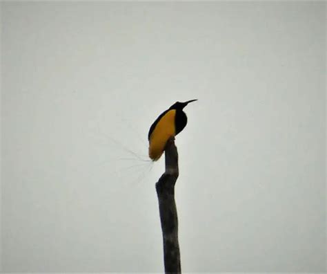 Twelve-wired bird-of-paradise - Facts, Diet, Habitat & Pictures on Animalia.bio