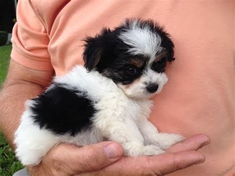 Biewer Terrier Info, Temperament, Puppies, Pictures