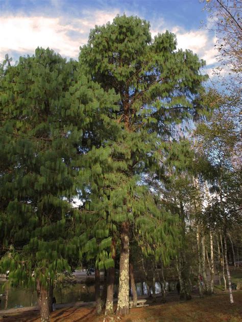 17 Common Types of Pine Trees in Georgia - ProGardenTips