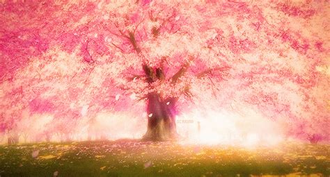 scenery anime - Google Search | Anime scenery, Anime cherry blossom, Anime background